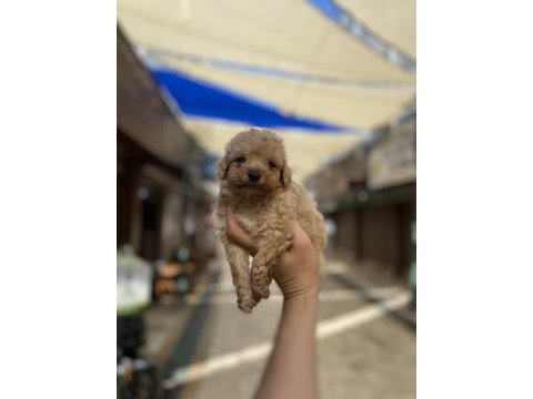 Hakiki orjinal (toy poodle)