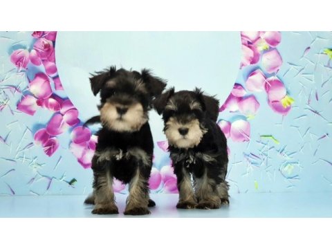 Black silver minyatür schnauzer yavru