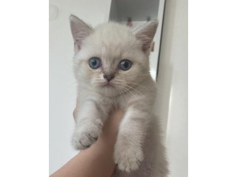 Blue point british shorthair cinsi kedi