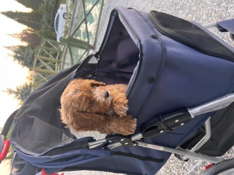 Yeni trend cavapoo