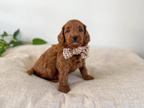 Safkan oyuncak bebeğim toy poodle 