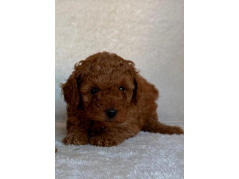 Toy poodle yavruları