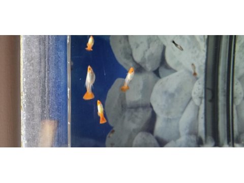 Red koi lepistes