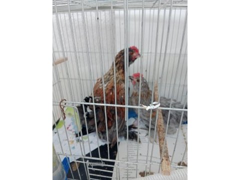 Üç aylık ispenç horoz iki adet