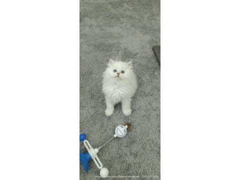 British longhair bebekler
