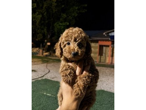 5 haziran doğumlu iki erkek yavru poodle