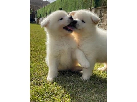 %100 safkan beyaz akita yavruları