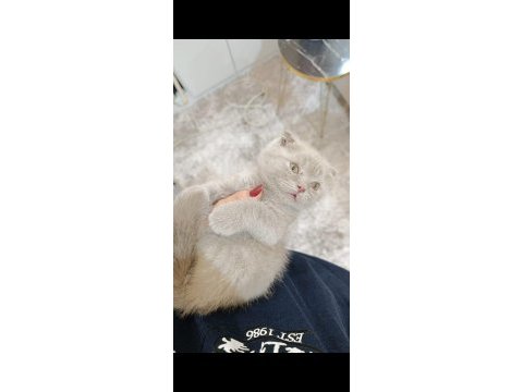 Scottish fold yavru kedimiz