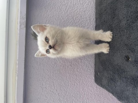 British shorthair yavrularımız
