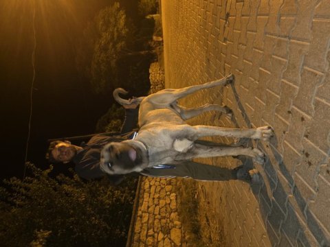 10 aylık erkek kangal dev yavru