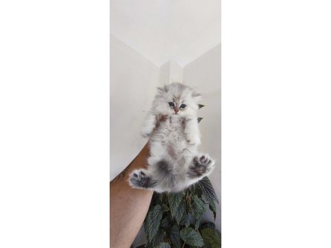 50 günlük erkek british longhair