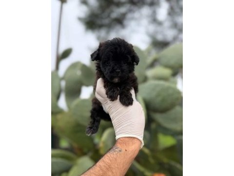 Siyah maltipoo teacup bebeklerim