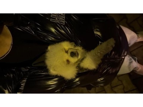 0 numara erkek full aşılı pomeranian