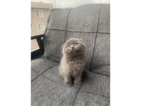 Ayı surat dişi scottish fold