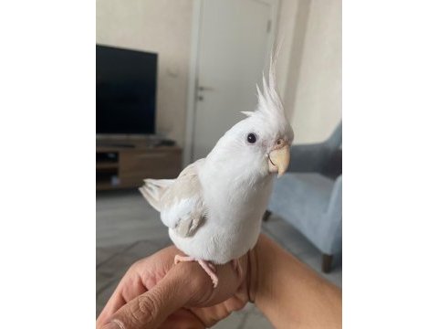 Konuşan tarçın full evcil fallow sultan papağanı