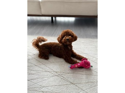 Kore erkek 2,5 kg 15 aylık poodle