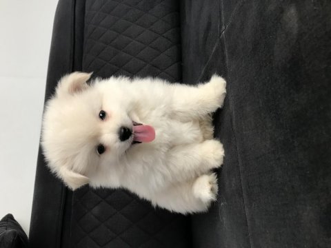 Sıfır burun baba pomeranian boo anne spitz a kalite yavrumuz