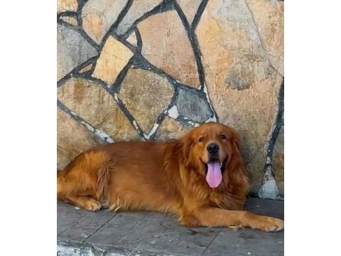A scrli erkek evde bakılabilir kapıda ödemeli golden