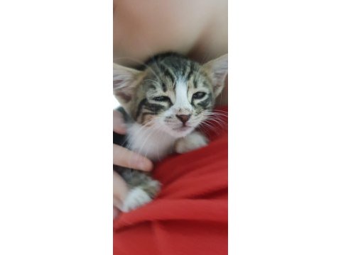 1 aylık tatlı oyuncu yavru tekir
