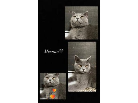British shorthair kedim