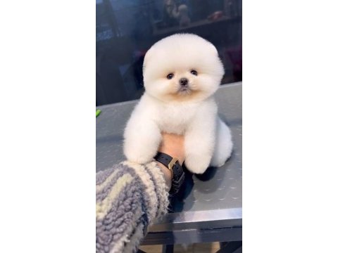 Pomeranian boo