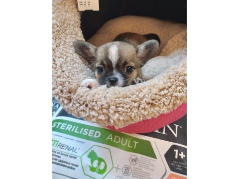 Chihuahua orjinal teacup bebekler