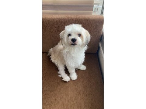 Crazy goofy maltese terrier