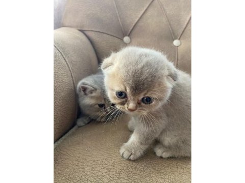 2 haftalık scottish fold