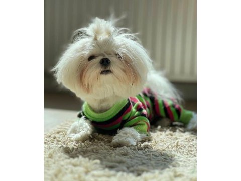 Orjinal kore maltese terrier
