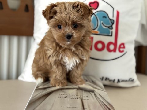 Petmode köğek çiftliğinden tea cup morkie yavrumuz
