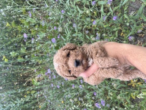Toy poodle yavrularımız için ulaşın