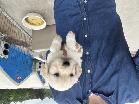 Baby face safkan golden retriever yavrular