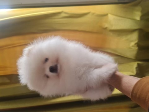 Show kalite pomeranian boo