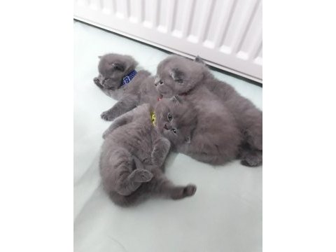 Minik british shorthair bebeklerimiz