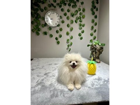 Teddy face kusursuz güzellikte 2.5 yaşında dişi pomeranian