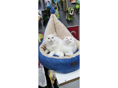 Koca kafa aslan yavrusu teslime hazır scottish fold