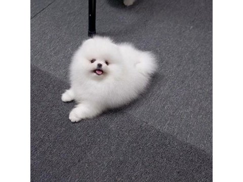 Teddy bear pomeranian en mini yavrular