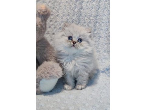 Harika bir minik british longhair