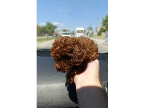Minik toy poodle