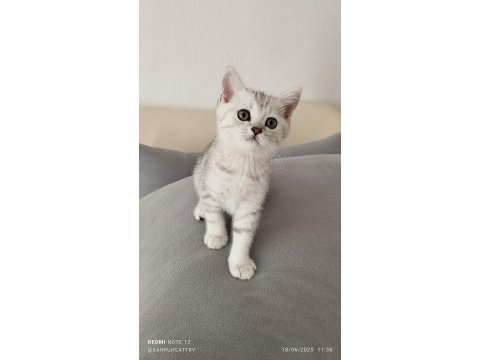 Silver güzellik british shorthair kedimiz