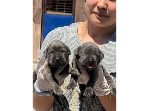 Cane corso köpekler