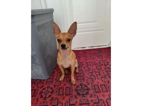 Ücretsiz chihuahua yuva arıyor
