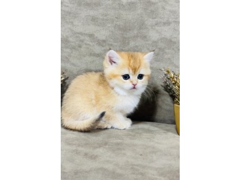 British shorthair golden ny11