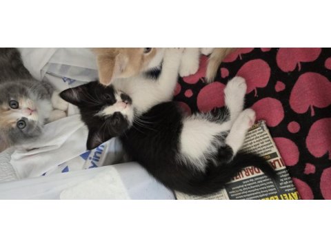 3 adet tatlı bücür kediler