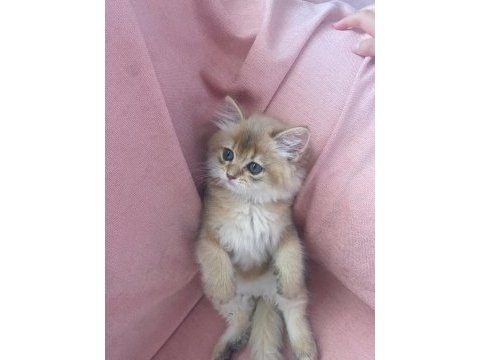 British golden longhair erkek