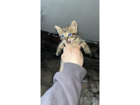 Kedilere acil yuva aranıyor