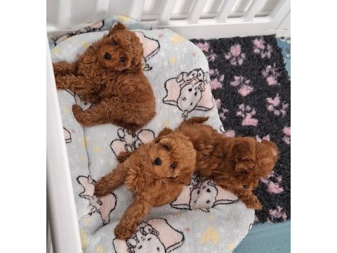 Toy poodle yavrularımız sağlıklı ırk garantili