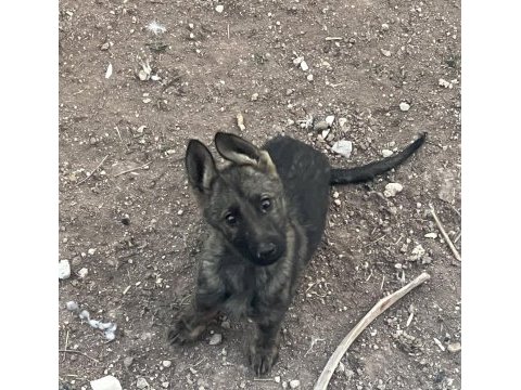 Son kalan yavru belçika kurdu hızlı olun