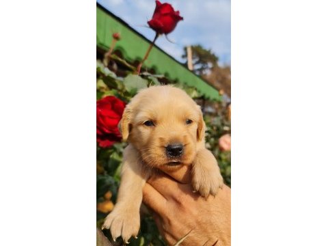 Golden retriever çok şeker yavrular