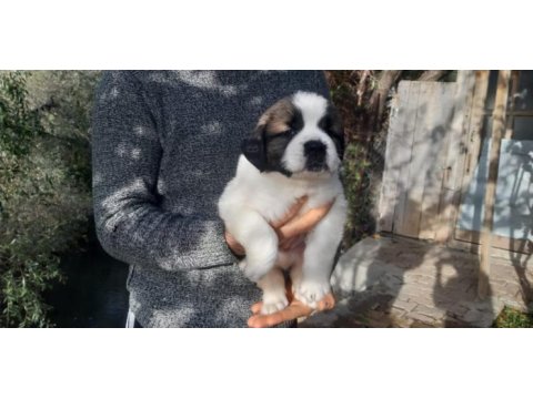 St bernard bu yosunu kim evine alır